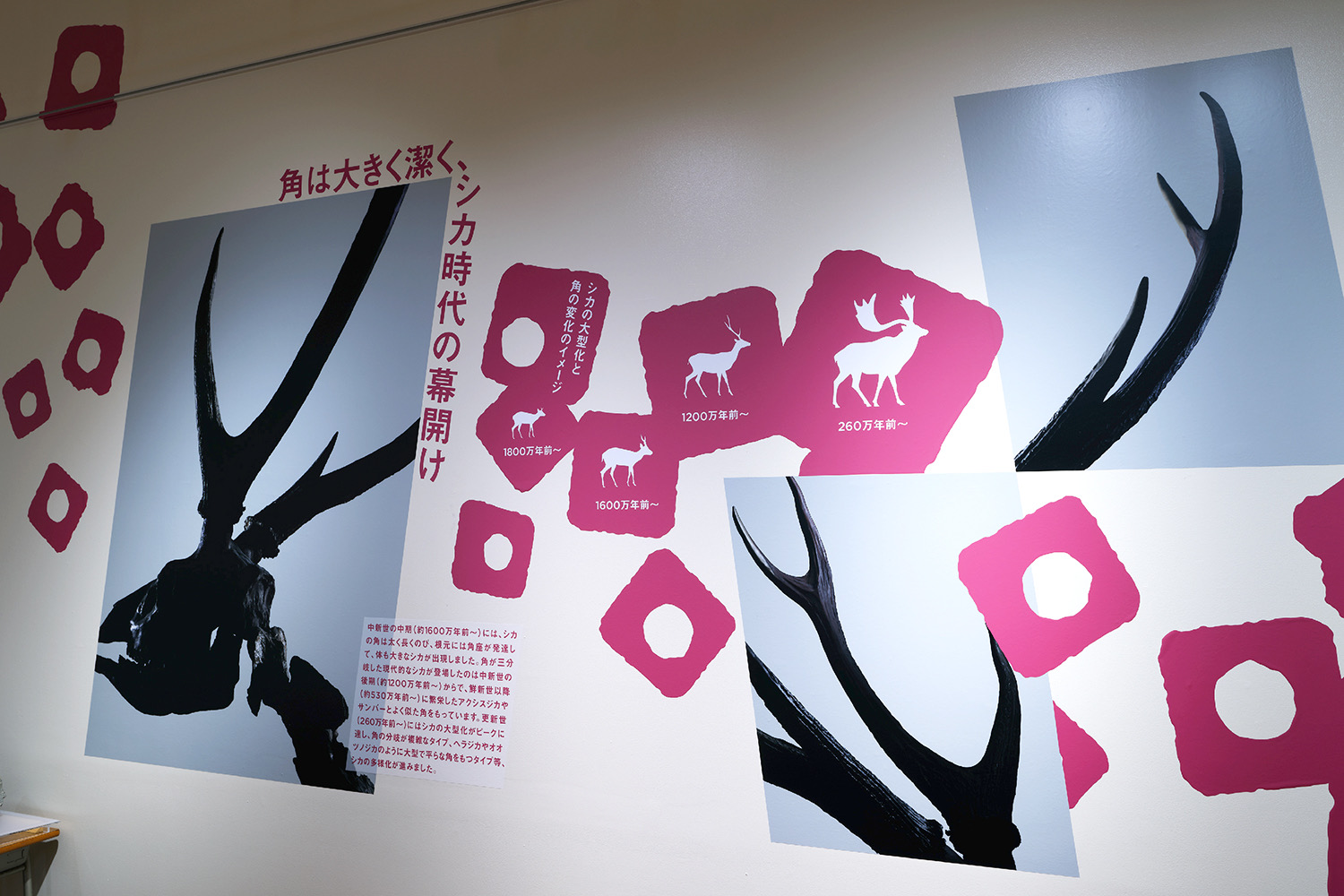 企画展「角の魅惑」 ふじのくに地球環境史ミュージアム　 イメージ