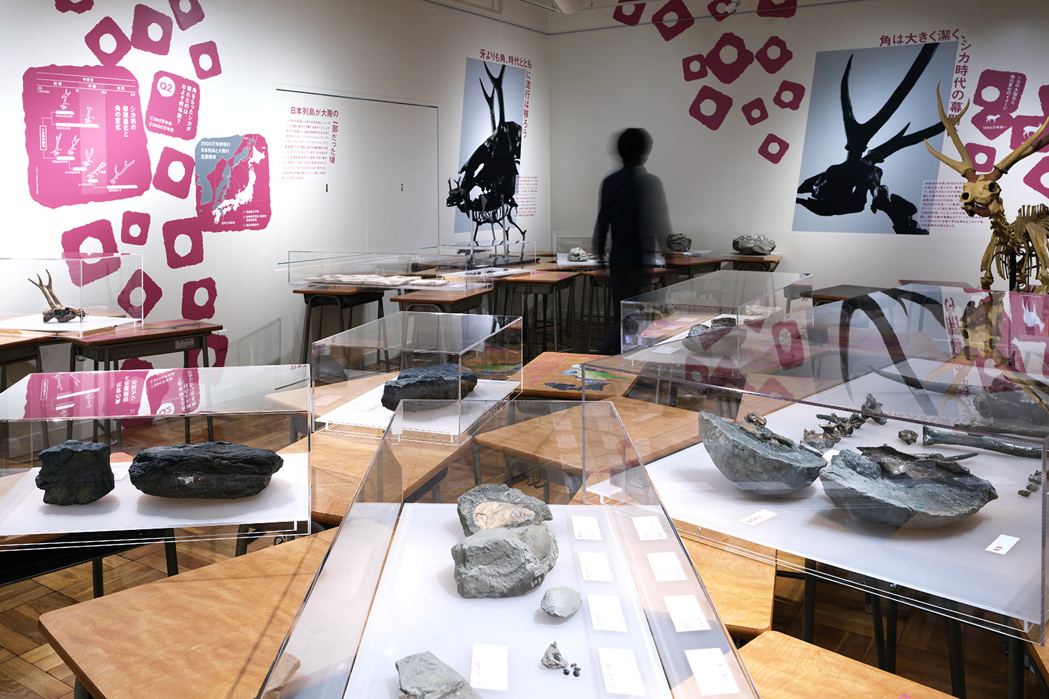 企画展「角の魅惑」 ふじのくに地球環境史ミュージアム　 イメージ