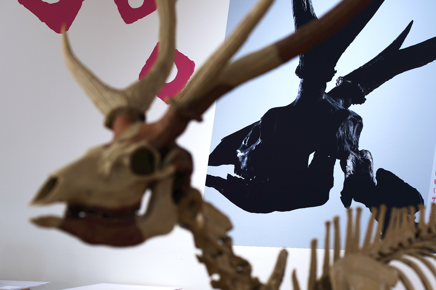 企画展「角の魅惑」 ふじのくに地球環境史ミュージアム　 イメージ