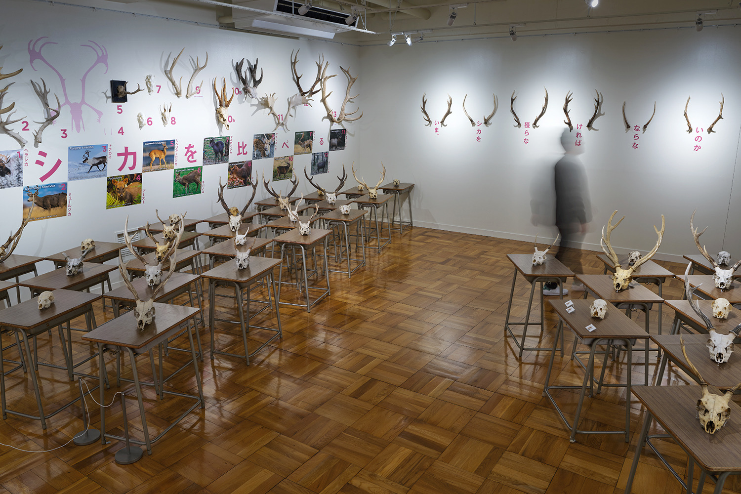 企画展「角の魅惑」 ふじのくに地球環境史ミュージアム　 イメージ